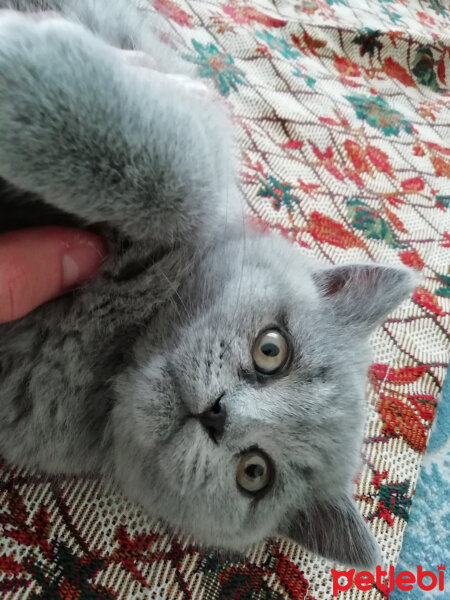 British Shorthair, Kedi  Smyrna fotoğrafı