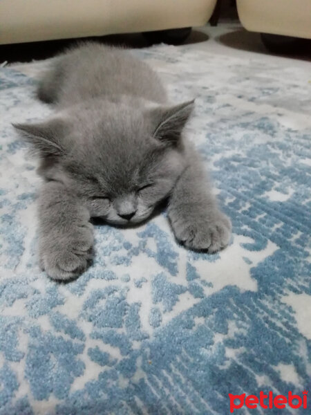 British Shorthair, Kedi  Smyrna fotoğrafı