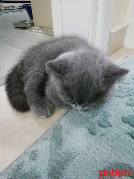 British Shorthair, Kedi  Smyrna fotoğrafı