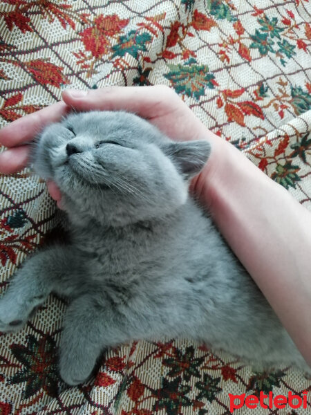 British Shorthair, Kedi  Smyrna fotoğrafı