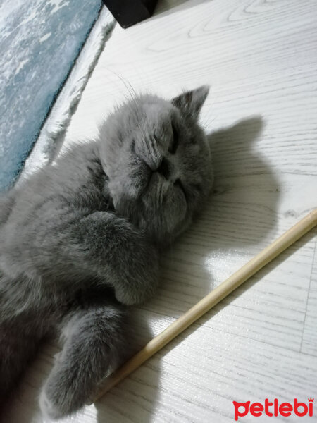 British Shorthair, Kedi  Smyrna fotoğrafı