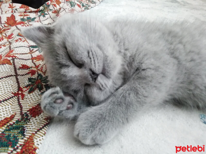 British Shorthair, Kedi  Smyrna fotoğrafı