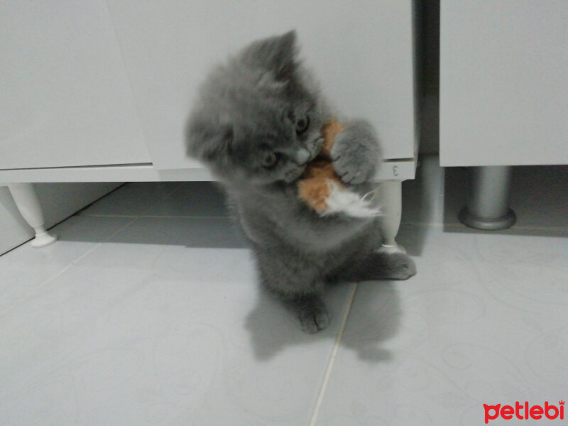 British Shorthair, Kedi  Smyrna fotoğrafı