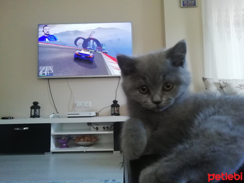 British Shorthair, Kedi  Smyrna fotoğrafı