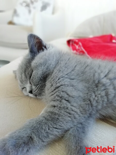 British Shorthair, Kedi  Smyrna fotoğrafı