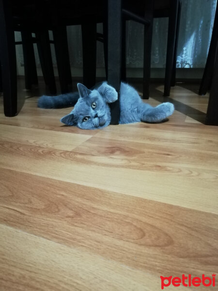 British Shorthair, Kedi  Smyrna fotoğrafı