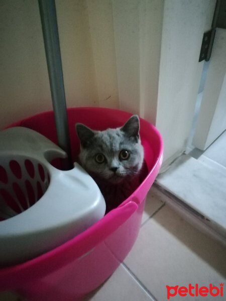 British Shorthair, Kedi  Smyrna fotoğrafı