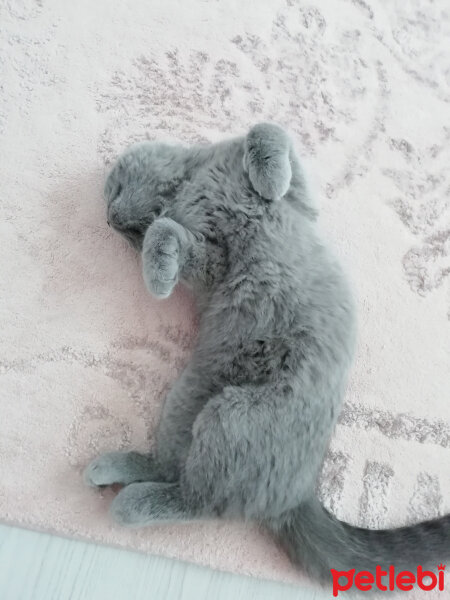 British Shorthair, Kedi  Smyrna fotoğrafı