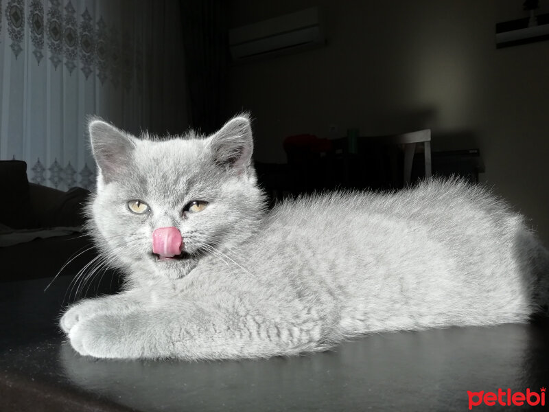 British Shorthair, Kedi  Smyrna fotoğrafı