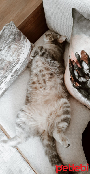 Tekir Kedi, Kedi  Minnoş fotoğrafı