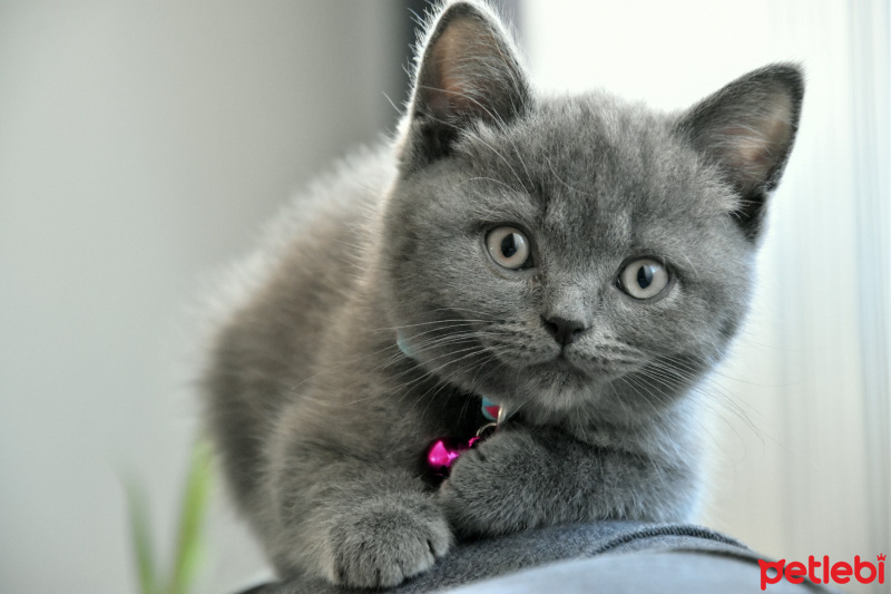 British Shorthair, Kedi  Duman fotoğrafı