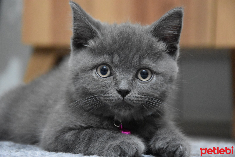 British Shorthair, Kedi  Duman fotoğrafı