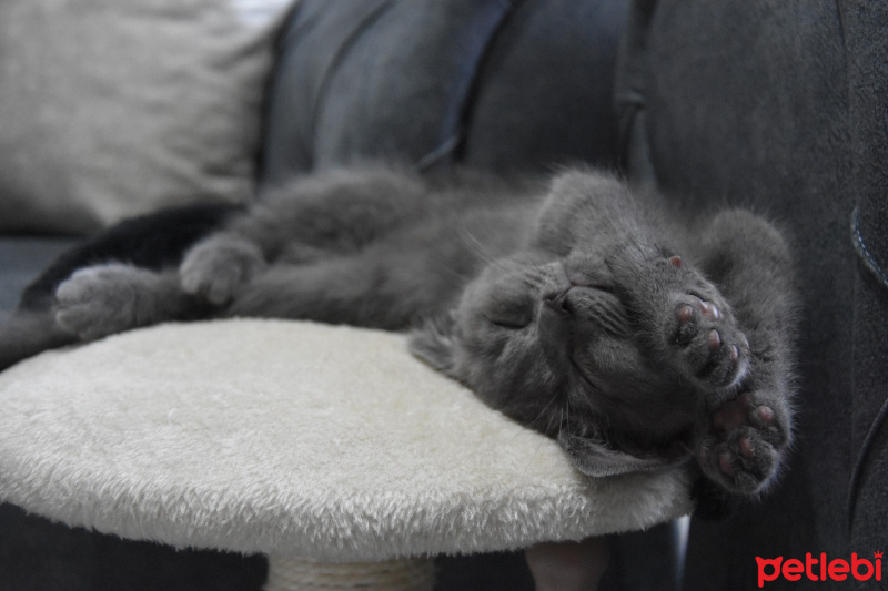 British Shorthair, Kedi  Duman fotoğrafı