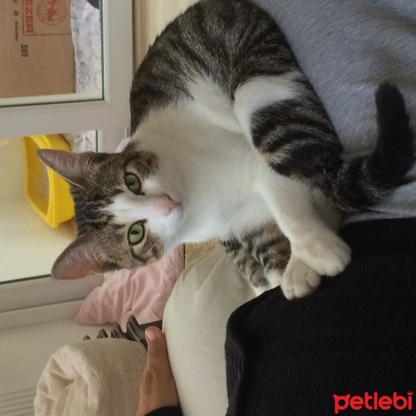 Tekir Kedi, Kedi  Rabi fotoğrafı