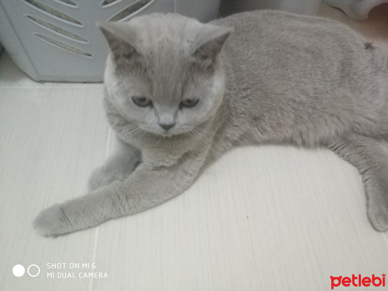 British Shorthair, Kedi  Duman fotoğrafı