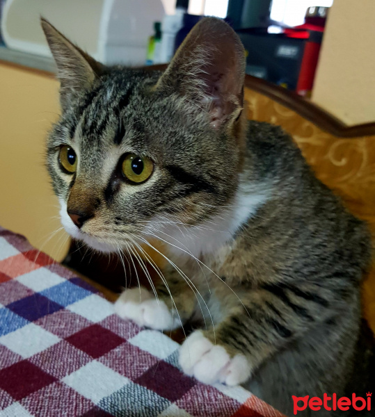 Tekir Kedi, Kedi  Loki fotoğrafı