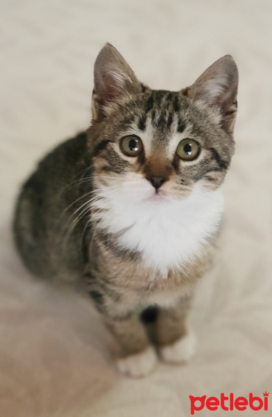 Tekir Kedi, Kedi  Loki fotoğrafı