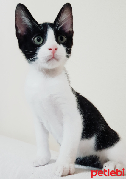 Tuxedo (Smokin) Kedi, Kedi  Morty fotoğrafı