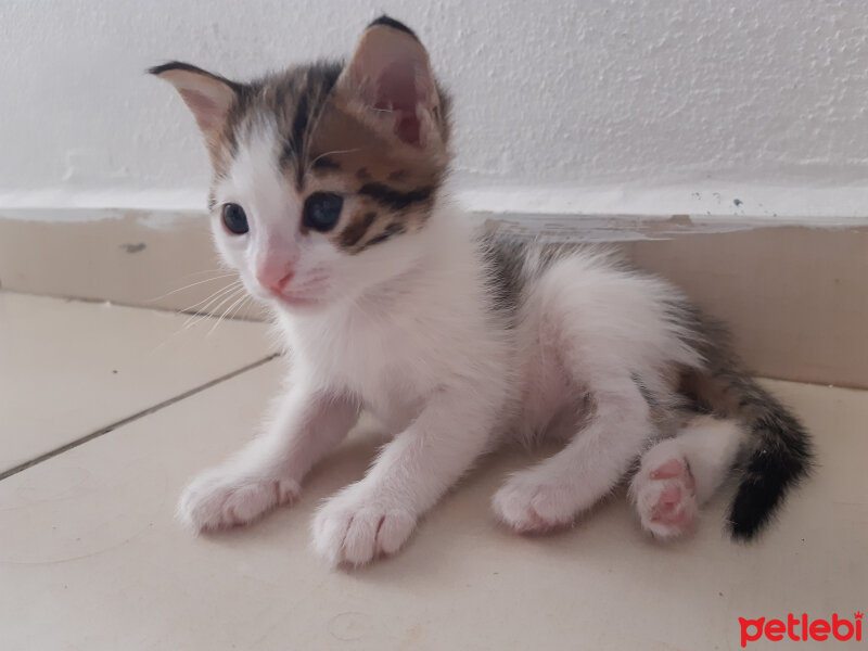 Tekir Kedi, Kedi  3kız 1erkek fotoğrafı