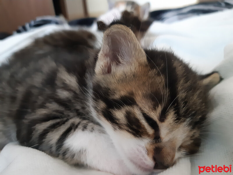 Tekir Kedi, Kedi  3kız 1erkek fotoğrafı