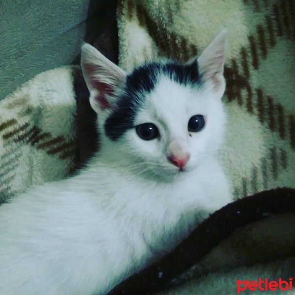 Tekir Kedi, Kedi  sakız fotoğrafı