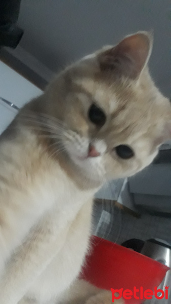 Chinchilla, Kedi  Gofret fotoğrafı