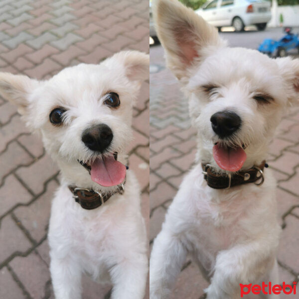 Maltese, Köpek  Şila fotoğrafı