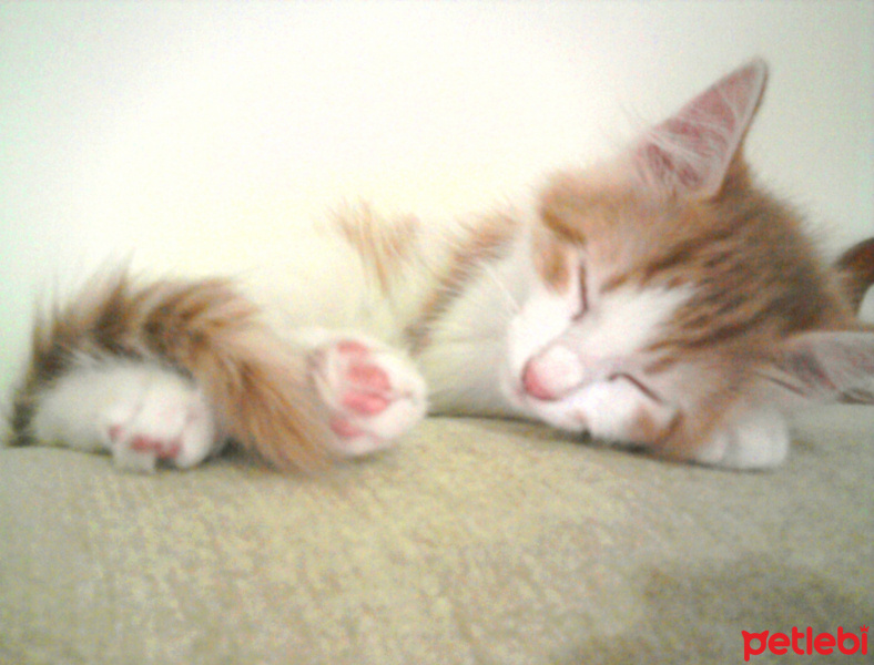 Norwegian Forest, Kedi  Asil fotoğrafı