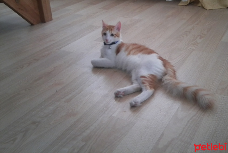 Norwegian Forest, Kedi  Asil fotoğrafı