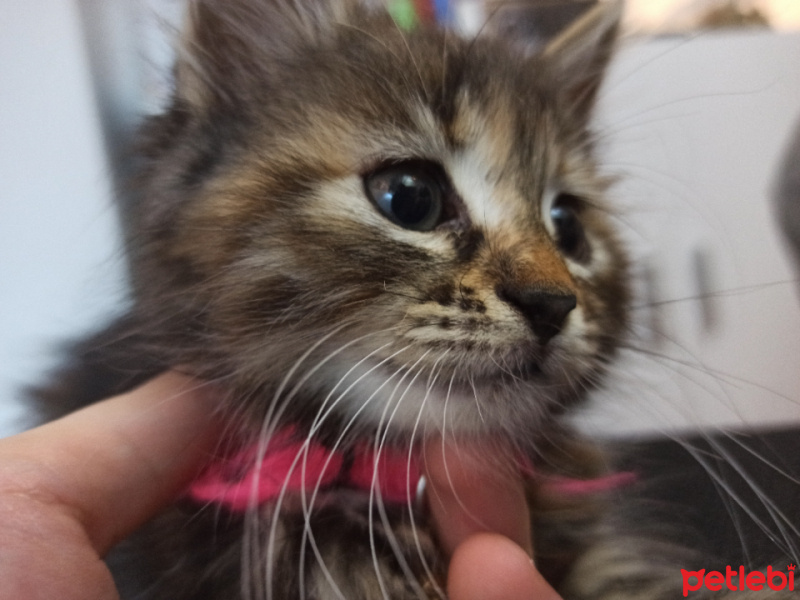 Tekir Kedi, Kedi  Boldi fotoğrafı