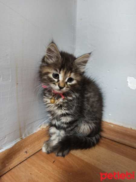 Tekir Kedi, Kedi  Boldi fotoğrafı