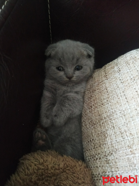 Scottish Fold, Kedi  Minnoş zarif fotoğrafı