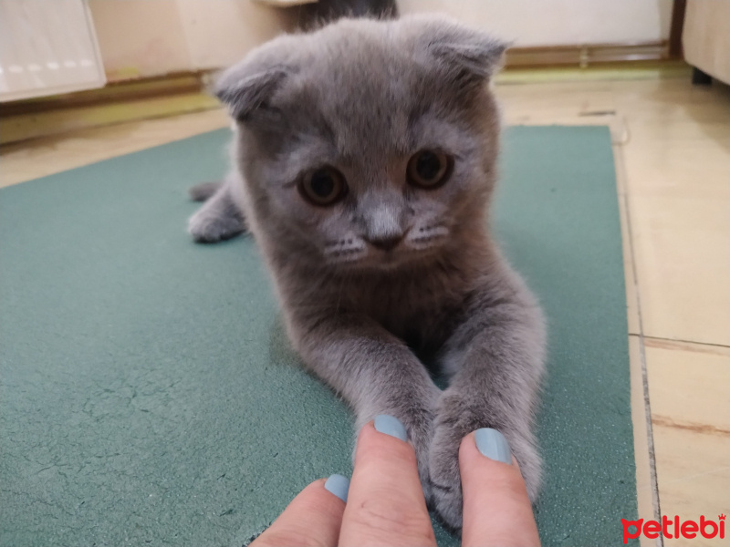 Scottish Fold, Kedi  Minnoş zarif fotoğrafı