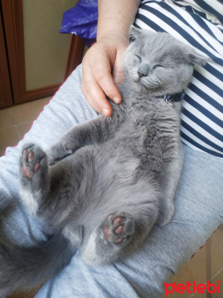Scottish Fold, Kedi  Minnoş zarif fotoğrafı