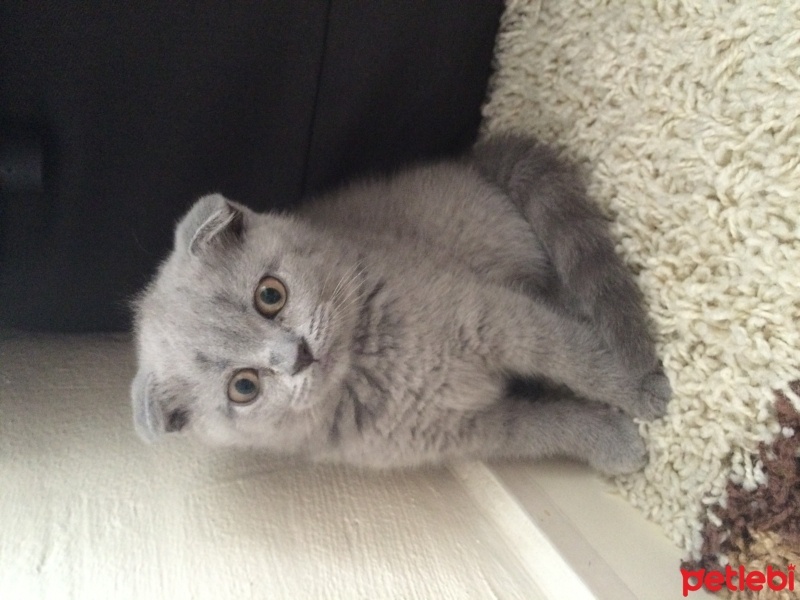 Scottish Fold, Kedi  şans fotoğrafı