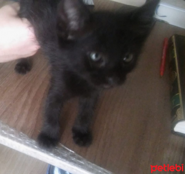 Tekir Kedi, Kedi  Puma fotoğrafı