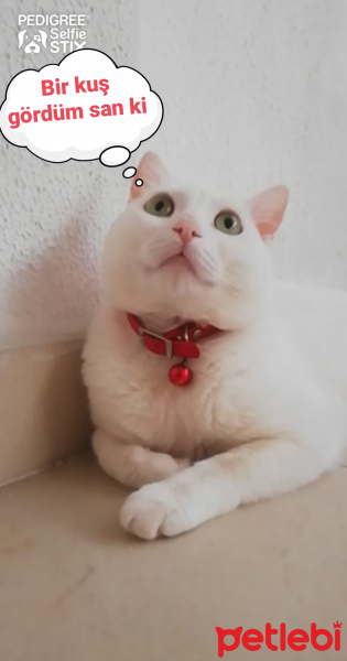 Ankara Kedisi, Kedi  Pamuk fotoğrafı