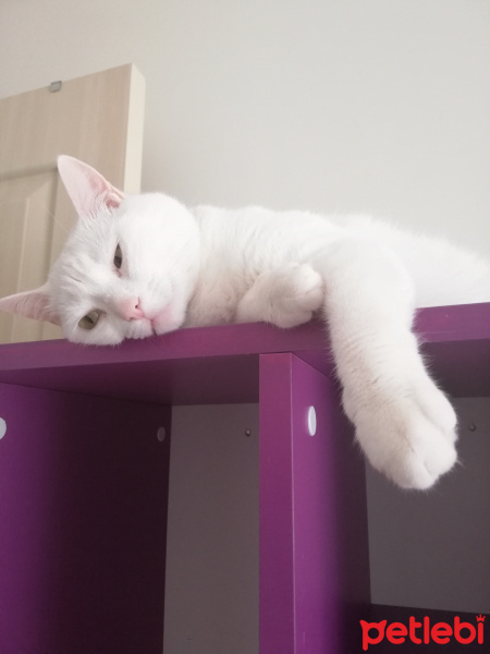 Ankara Kedisi, Kedi  Pamuk fotoğrafı
