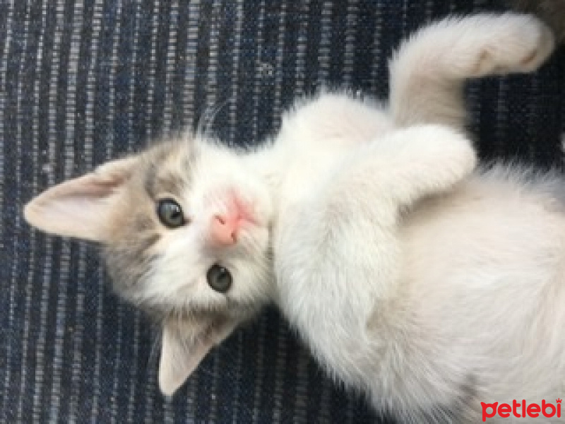 Tekir Kedi, Kedi  Pamuk fotoğrafı