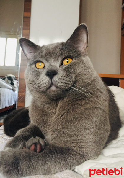 British Shorthair, Kedi  Simon fotoğrafı