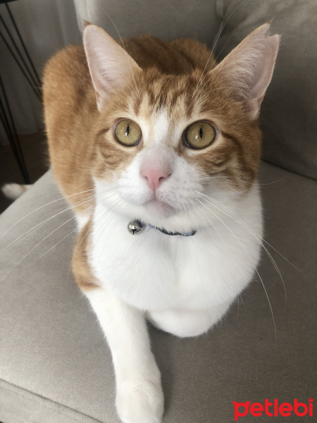 Tekir Kedi, Kedi  Leo fotoğrafı