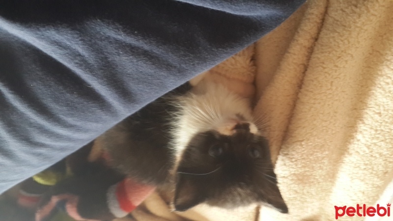 Abyssinian, Kedi  Adi yok fotoğrafı