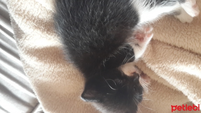 Abyssinian, Kedi  Adi yok fotoğrafı