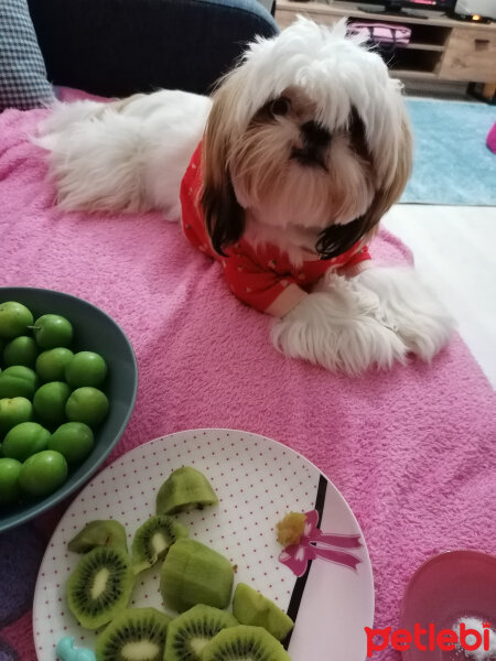 Shih Tzu, Köpek  Mişa fotoğrafı