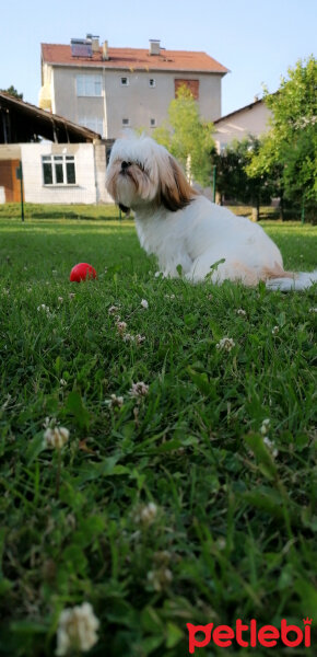 Shih Tzu, Köpek  Mişa fotoğrafı