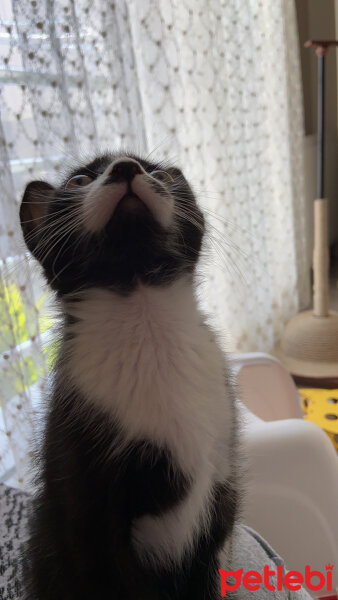 Tuxedo (Smokin) Kedi, Kedi  Seba fotoğrafı