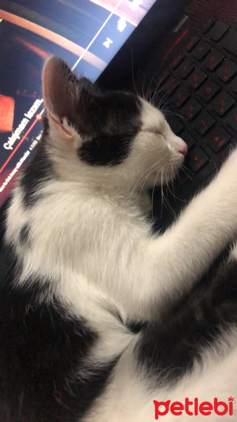 Tuxedo (Smokin) Kedi, Kedi  maya fotoğrafı