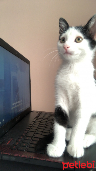 Tuxedo (Smokin) Kedi, Kedi  maya fotoğrafı