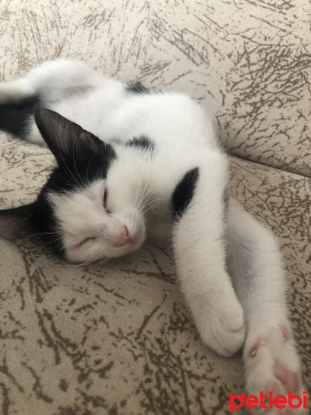 Tuxedo (Smokin) Kedi, Kedi  maya fotoğrafı