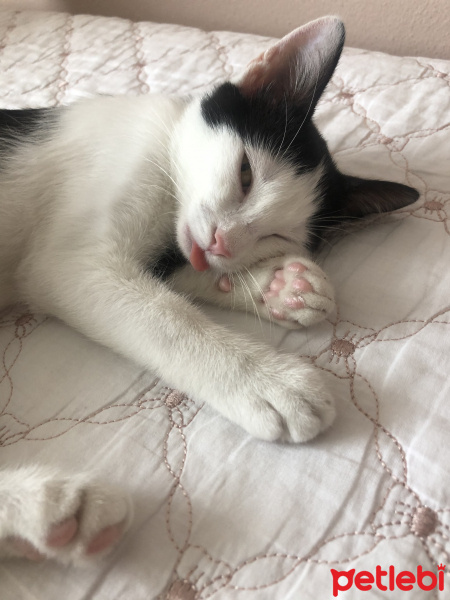 Tuxedo (Smokin) Kedi, Kedi  maya fotoğrafı